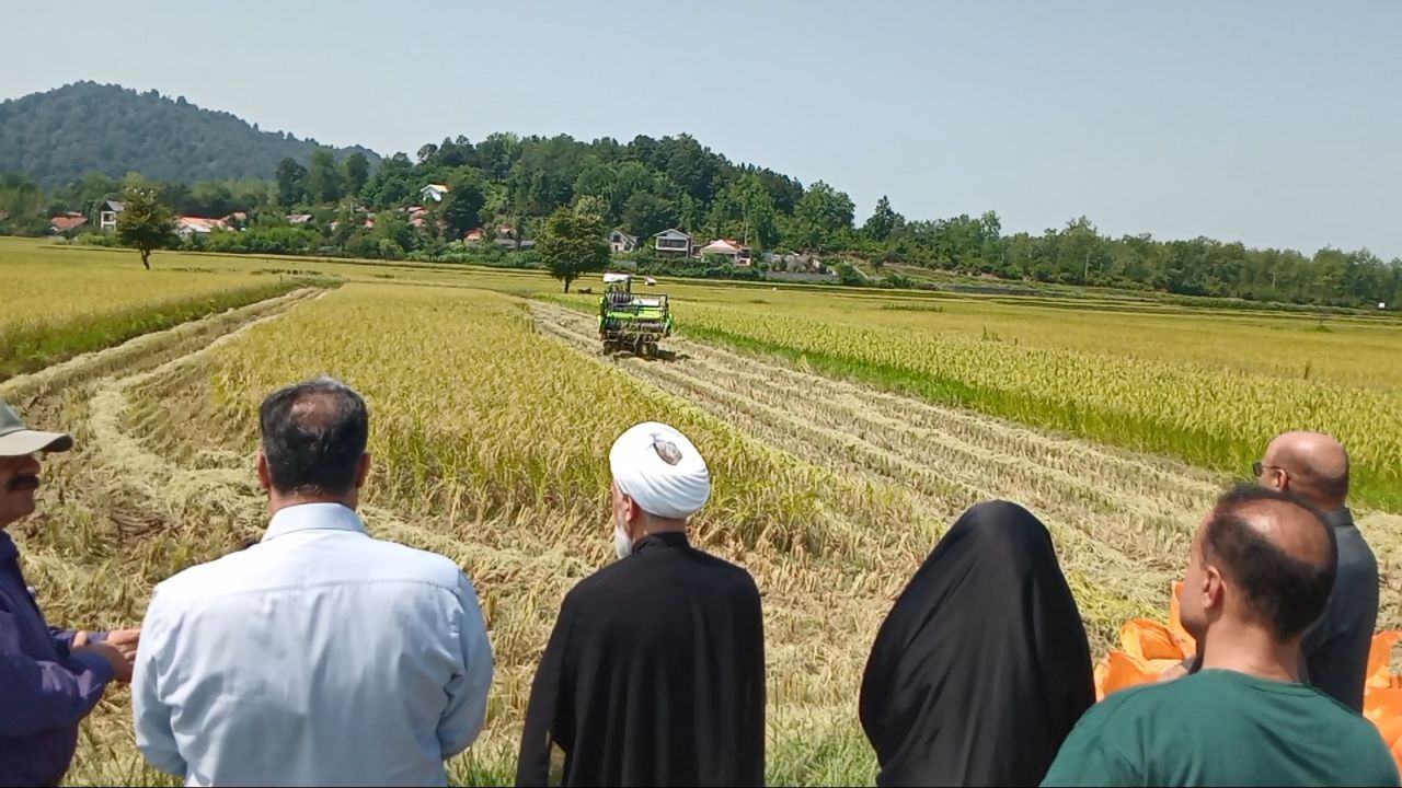 آغاز برداشت برنج از شالیزارهای سیاهکل آغاز برداشت برنج از شالیزارهای سیاهکل
