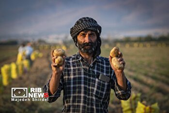 همدان؛ پایتخت تولید سیب‌زمینی ایران